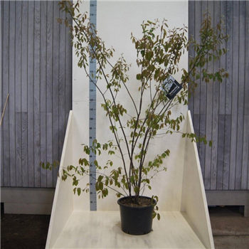 Amelanchier lamarckii F00008573