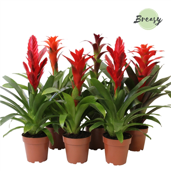 Bromelia Urban mix F00000139