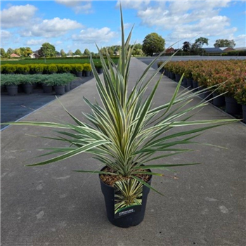 Cordyline australis 'Torbay Dazzler' F00009130