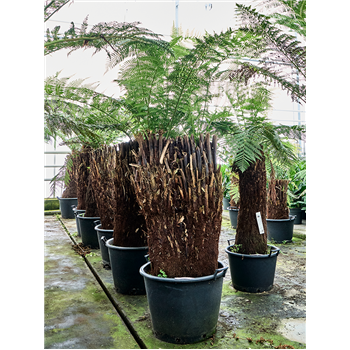 Dicksonia antarctica 4DIANMS30