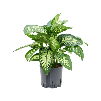 Dieffenbachia seguine 'Reeva' 1DIRETU22