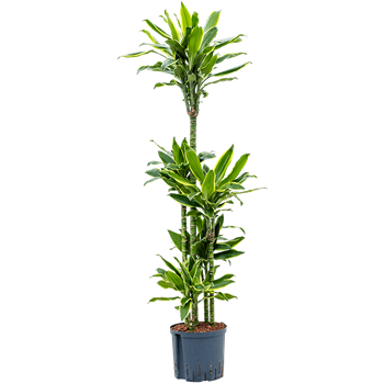 Dracena fragrans 'Golden Coast' 1DRGCCA15