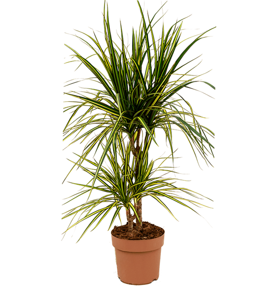Dracena marginata 'Sunray' 4DRSU2S05