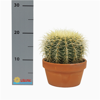 Echinocactus grusonii F00002654