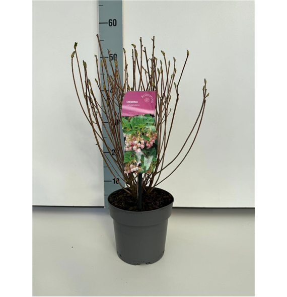 Enkianthus campanulatus F00009179