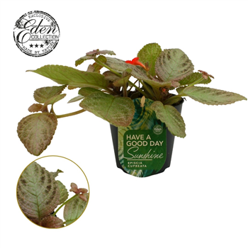 Episcia cupreata 'Tierra Plata' F00009412