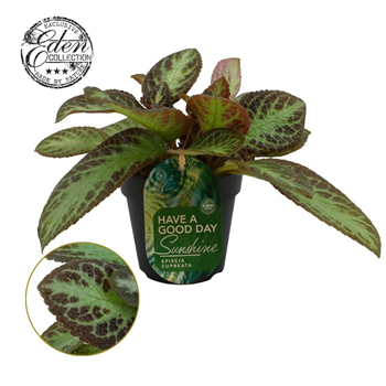 Episcia cupreata 'Zebra' F00009413