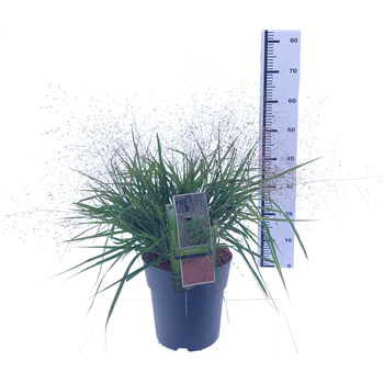 Eragrostis spectabilis F00009713