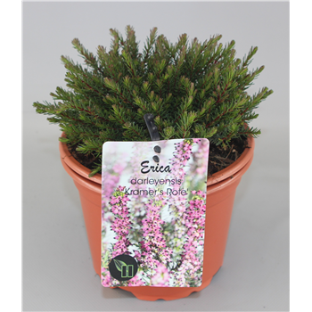 Erica x darleyensis 'Kramer's Rote' F00005181