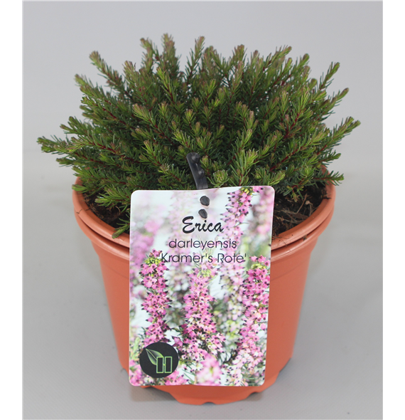 Erica x darleyensis 'Kramer's Rote' F00005181