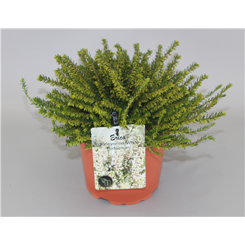 Erica x darleyensis 'White Perfection' F00005183