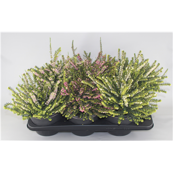 Erica x darleyensis gemengd F00005182