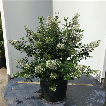 Escallonia 'Iveyi' F00010977