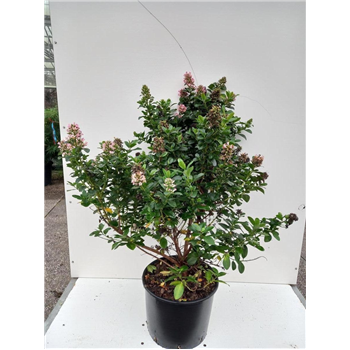 Escallonia laevis 'Pink Elle' F00010978