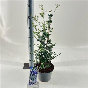 Evkaliptus gunnii 'Silverana' F00009725