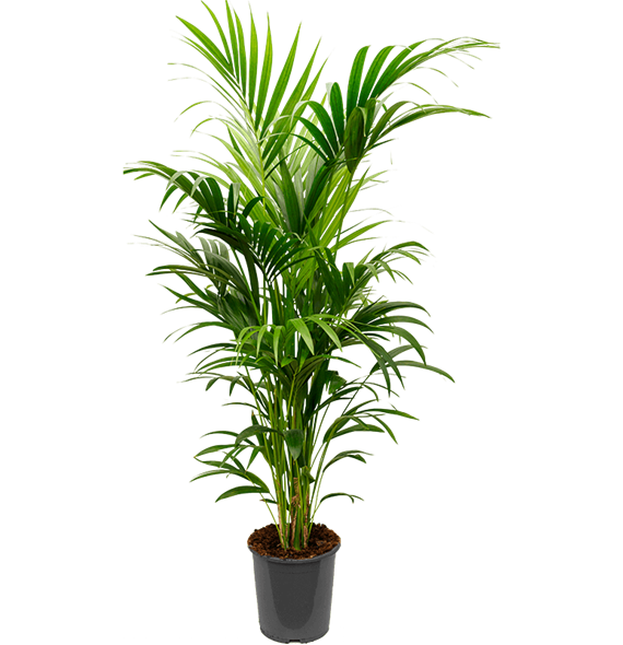 Kentia (Palma Hovea) forsteriana 4HOFOTU25