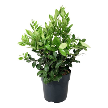Ligustrum japonicum 'Texanum' F00009395