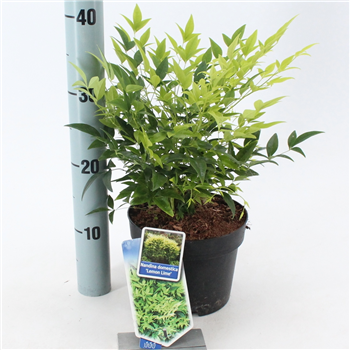 Nandina domestica 'Lemon & Lime' F00004251