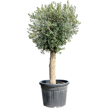 Oljka Olea europaea (160-180) 5OLEUR058
