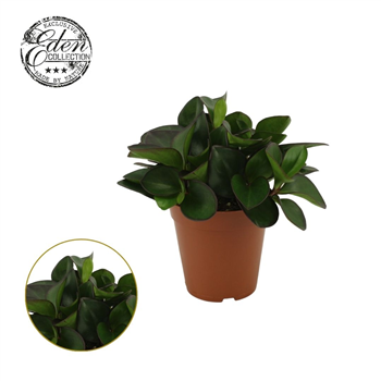 Peperomia clusiifolia 'Red Margin' F00004477