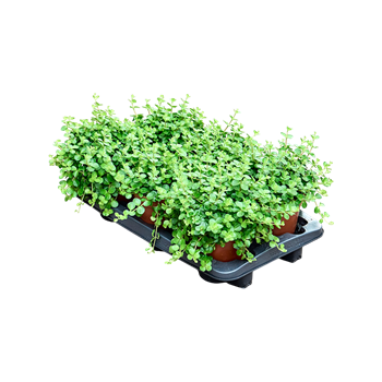 Peperomia rotundifolia 6/tray F00001888