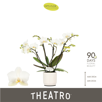 Orhideja Phalaenopsis 'Theatro Funk' F00011287
