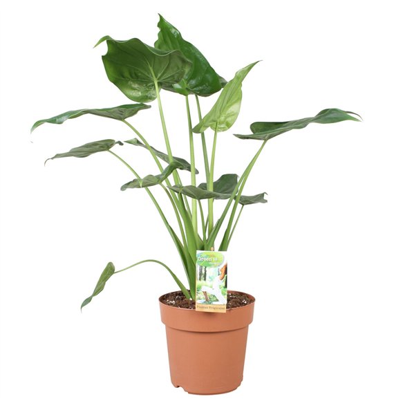 Alokazija cucullata Cucullata - hoogte 80-85 cm 2 pp 70cm 21cm Q192