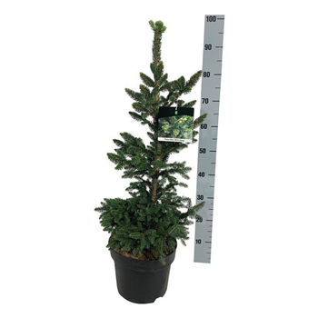 Picea abies 'Will's Zwerg' F00007851