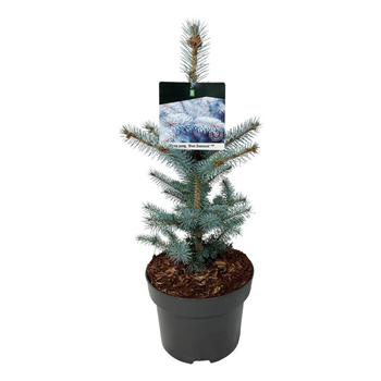 Picea pungens 'Blue Diamond' F00007347