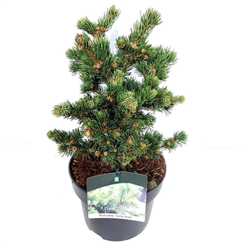 Picea pungens 'Lucky Strike' F00006235