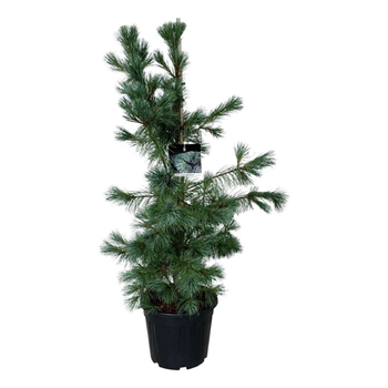 Bor(Pinus) monticola 'Ammerland' F00010952
