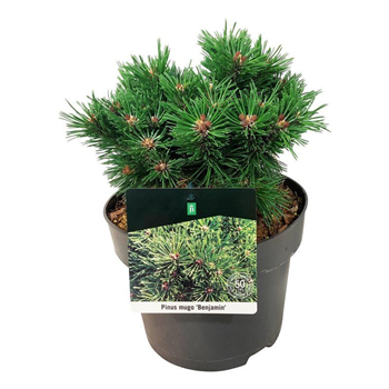 Bor(Pinus) mugo 'Benjamin' F00005679