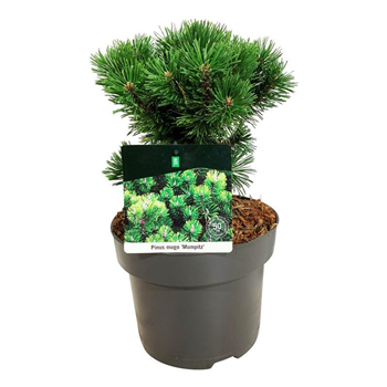 Bor(Pinus) mugo 'Mumpitz' F00007332