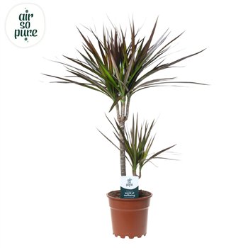 Dracena marg  magenta Magenta p17 30+10 (Air So Pure) 2 pp 70cm 17cm Q1712