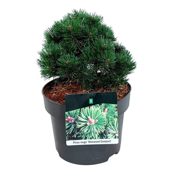 Bor(Pinus) mugo 'Sherwood Compact' F00007416