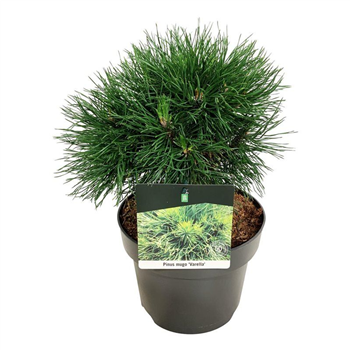 Bor(Pinus) mugo 'Varella' F00005542