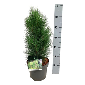 Bor(Pinus) nigra 'Green Tower' F00007819