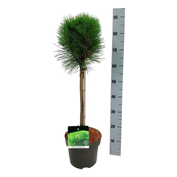 Bor(Pinus) nigra 'Summer Breeze' F00007351