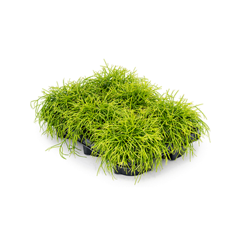 Rhipsalis baccifera 'Oasis' 6/tray 4RHCOBP10