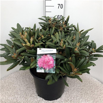 Rhododendron yakushimanum 'Polaris' F00008719