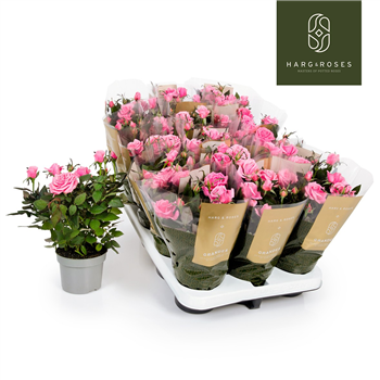 Vrtnica 'Kordana Grande Esmeralda' F00002806