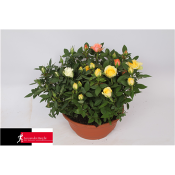 Vrtnica Kordana mix F00002814