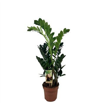 Zamija zamiifolia 4-5 springs - hoogte 70-804 stems plnt 80cm 17cm Q4918