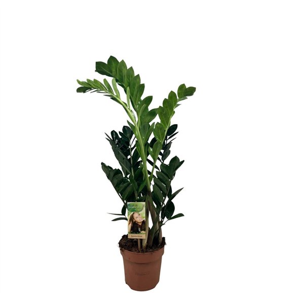 Zamija zamiifolia 4-5 springs - hoogte 70-804 stems plnt 80cm 17cm Q4918