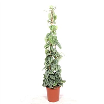 Scindapsus pictus trebie Trebie160 cm 15 pp 160cm 27cm Q5211
