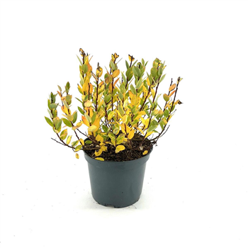 Salix hastata 'Wehrhahnii' F00008341