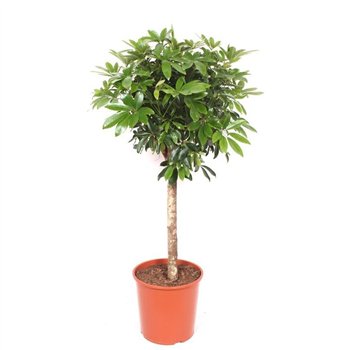 Šeflera arboricola compacta Compacta1 pp 120cm 30cm Q5220