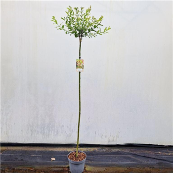 Salix integra 'Hakuro-nishiki' F00010260