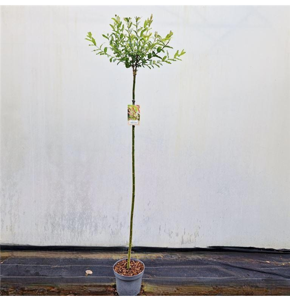 Salix integra 'Hakuro-nishiki' F00010260