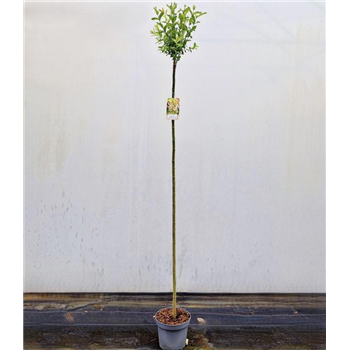 Salix integra 'Hakuro-nishiki' F00010261